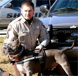 pitbullsecuritynylondogharness.jpg