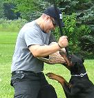  Bite Protection Sleeve for dobermna