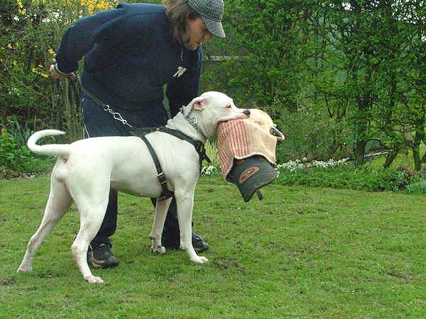 puppy sleeve with handle