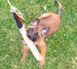 Roxy biting our jute puppy tug 