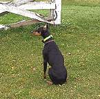 dog collar