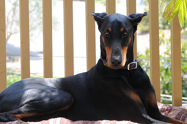 The image “http://www.fordogtrainers.com/ProductImages/customers/collars/leather/doberman-pinscher-leather-dog-collar-c456/Doberman-Pinscher-Leather-dog-collar-c456-1.jpg” cannot be displayed, because it contains errors.