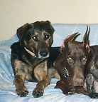 Leather dog collar