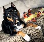 rolled leather dog collar