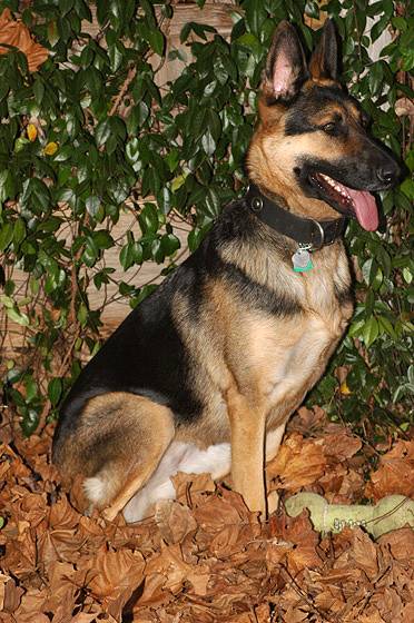 Handcrafted Nylon Dog Collar For Large and Medium Breeds With Silver Conchos -  looks perfect on Isis - proud owner Pam