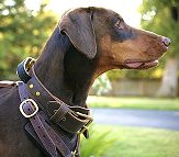 Boxer Dog Collar