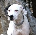 Leather dog collar