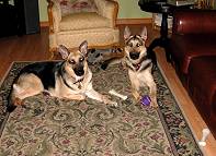 Handcrafted Leather Dog Collars For Medium And Large Breeds With Brass Plates  look perfect on Sophie and Dino - proud owner Joe from USA