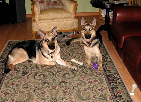 Handcrafted Leather Dog Collars For Medium And Large Breeds With Brass Plates  look perfect on Sophie and Dino - proud owner Joe from USA