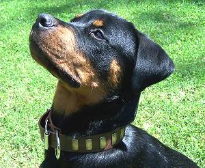 Handcrafted Leather Dog Collar For Large Breeds With Plates