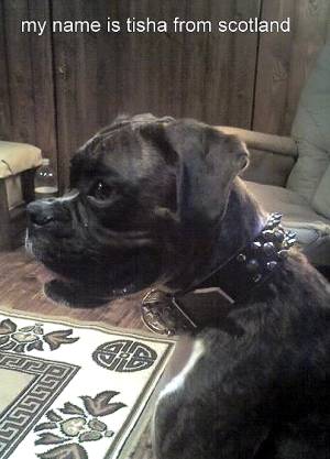 Handcrafted Leather Spiked / Studded Dog Collar For Large and Medium Breeds - Tisha proud owner Patricia from Scotland