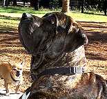 Silent leather training choke collar 