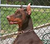 Prevent Discolouration Of Haired Dogs With Curogan Martingale Fur Saver Dog Collar