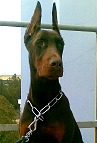  Dog Collar for Doberman