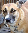  metal Dog Collar 
