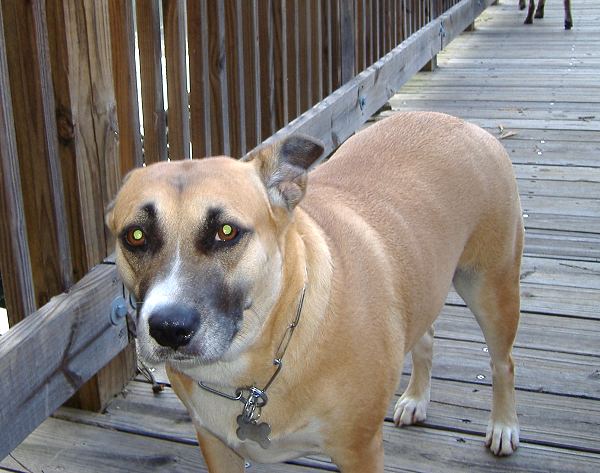  DOG COLLAR 