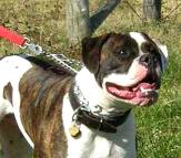 Dog pinch collar with swivel and small quick release snap hook made in Germany