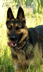 Gorgeous Isis wearing our Curogan Martingale Fur Saver Dog Collar - 51614 