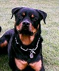  Dog Collar for Rottweiler 