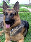  Dog Collar for German Shepherd 