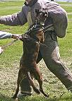 Dog pinch collar with swivel and small quick release snap hook made in Germany