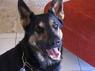 Gabriel-at-2yrs-2mths-dog-collar-designed-dog-dog.jpg Gabriel-at-2yrs-2mths-dog-collar-designed-dog-dog.jpg