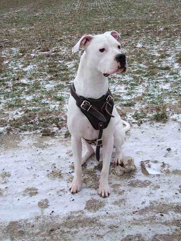Dogo+argentino+dog