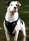 Leather dog harness