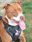 padded dog harness