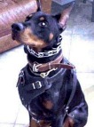 Padded Leather dog collar