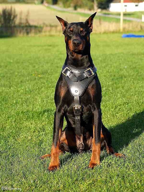 Doberman-Attack-Leather-Dog-Harness-H1-3.jpg