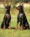 dog harness for agitation,protection and attack.