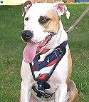Attack Leather Dog Harness