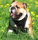 Leather dog harness for small breed