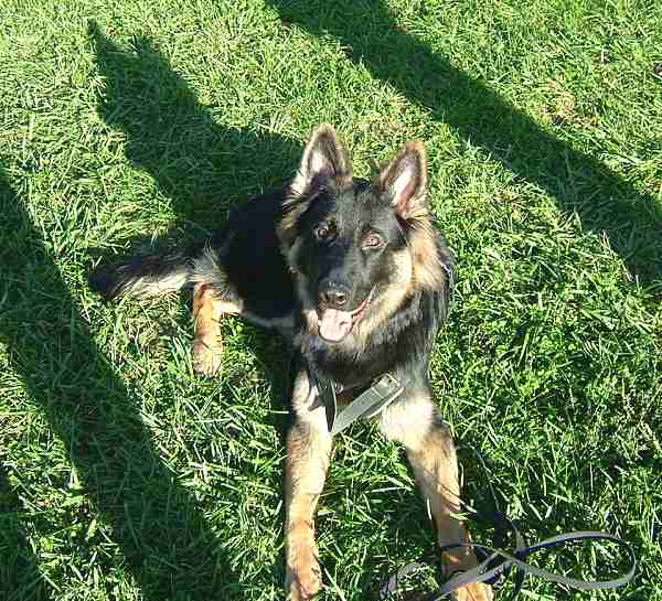 Leather dog harness