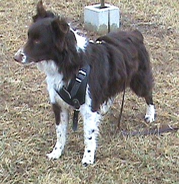 harness dog leather australian shepherd h1 attack joey collar agitation protection wearing exclusive training perfect