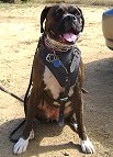 Leather dog harness for agitation,protection and attack.Padded.Designed and Sized to Fit Your Boxer Just Perfect