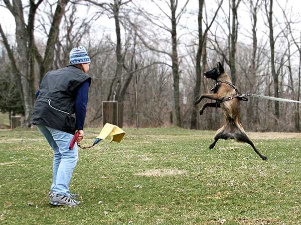 attack dog training