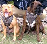 Leather dog harness for agitation,protection and attack.Padded.
