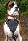 Leather dog harness for Boxer