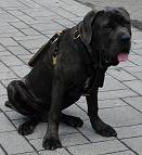 Exclusive Luxury Handcrafted Padded Leather Dog Harness with Brass Hardware looks perfect on Jupiter - proud owner Stephane