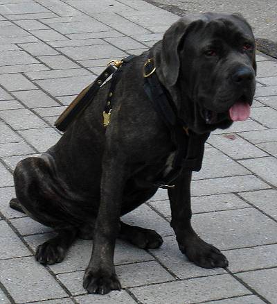 Exclusive Luxury Handcrafted Padded Leather Dog Harness with Brass Hardware looks perfect on Jupiter - proud owner Stephane