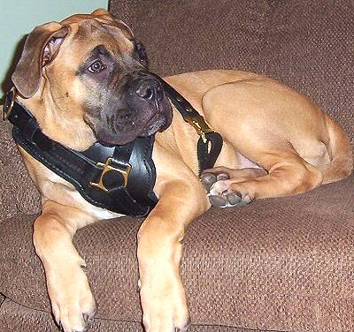 Exclusive Luxury Handcrafted Padded Leather Dog Harness with Brass Hardware looks perfect on Kong - proud owner Tony