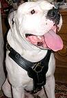 Exclusive Luxury Handcrafted Padded Leather Dog Harness with Brass Hardware looks perfect on Lucky - proud owner Elena