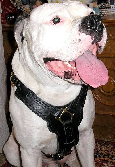 Exclusive Luxury Handcrafted Padded Leather Dog Harness with Brass Hardware looks perfect on Lucky - proud owner Elena