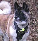 Akita dog harness