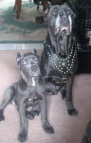 Exclusive Design Studded Leather Harness