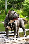 leather dog harness