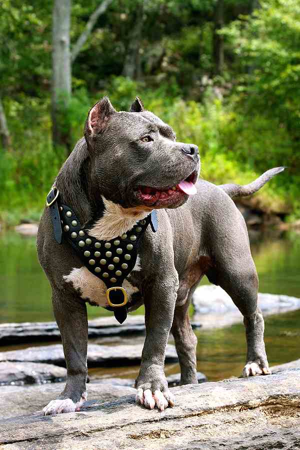 Dave-leather-dog-harness-H15-1.jpg