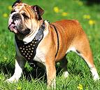 Studded leather walking dog harness padded and adjustable : Custom Made for English bulldog